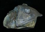 Partially Enrolled Isotelus Trilobite - Ontario #6038-2